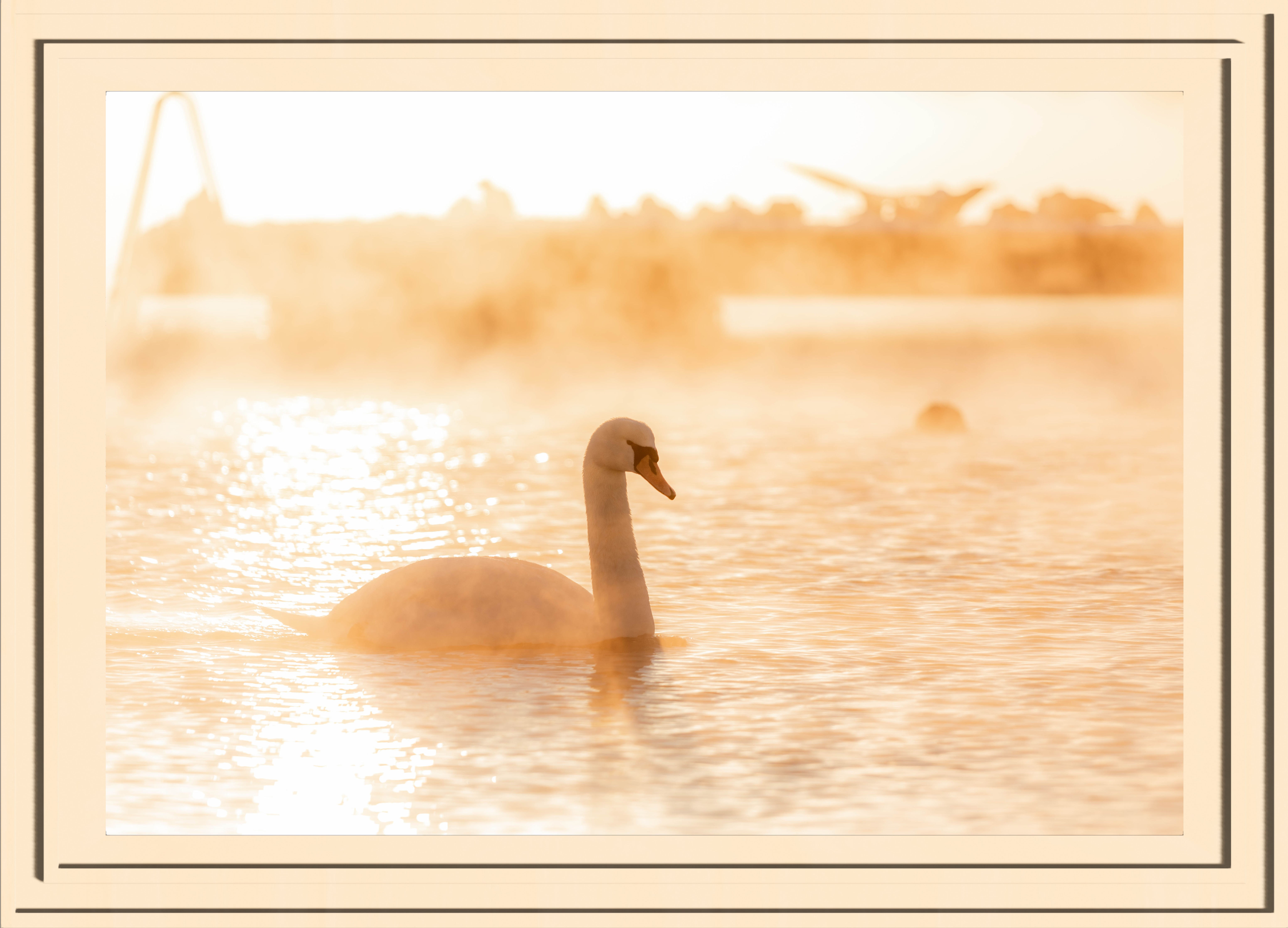 A swan in golden lit steam