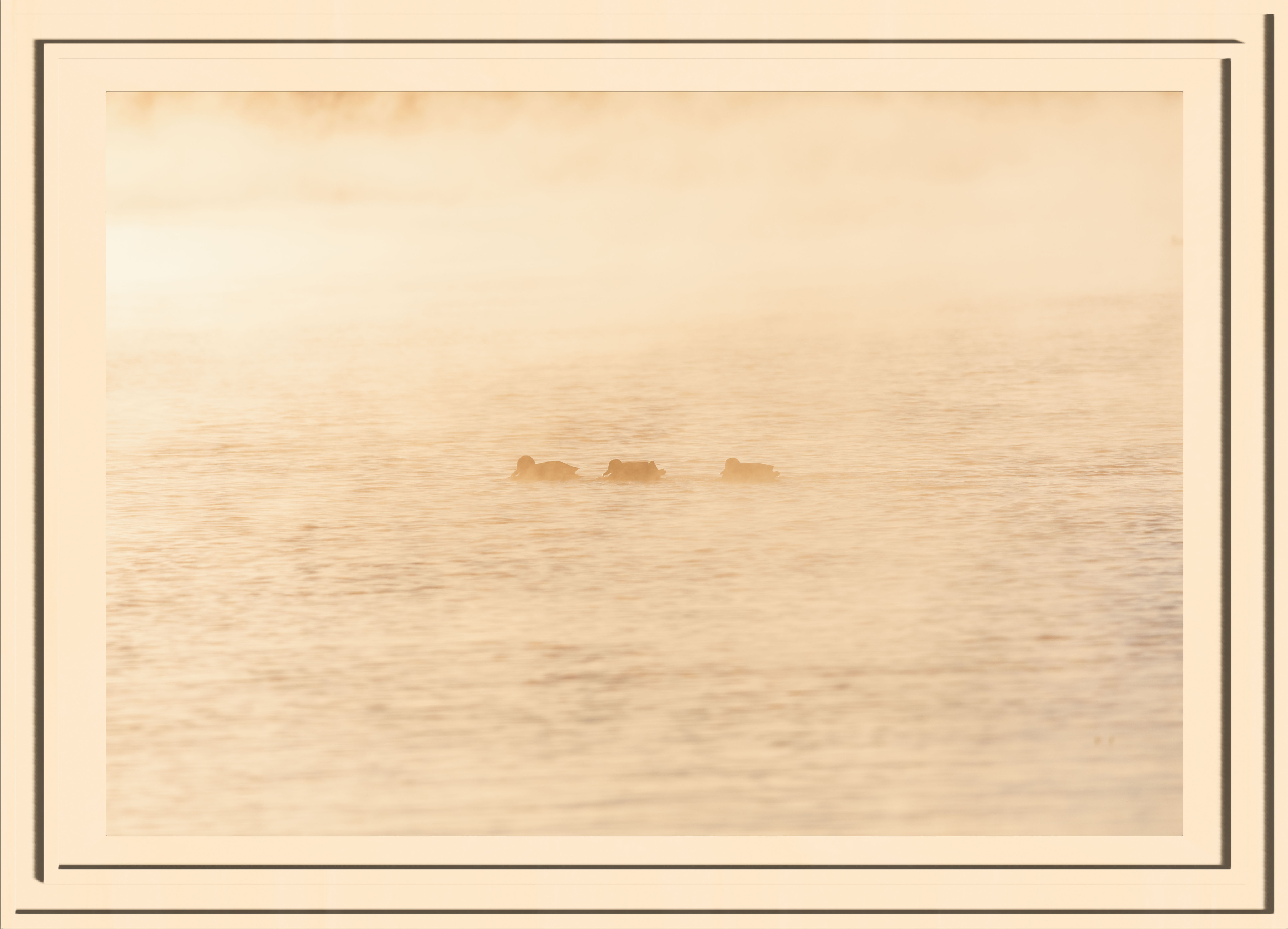 3 Lazy ducks chilling in the distance in the water