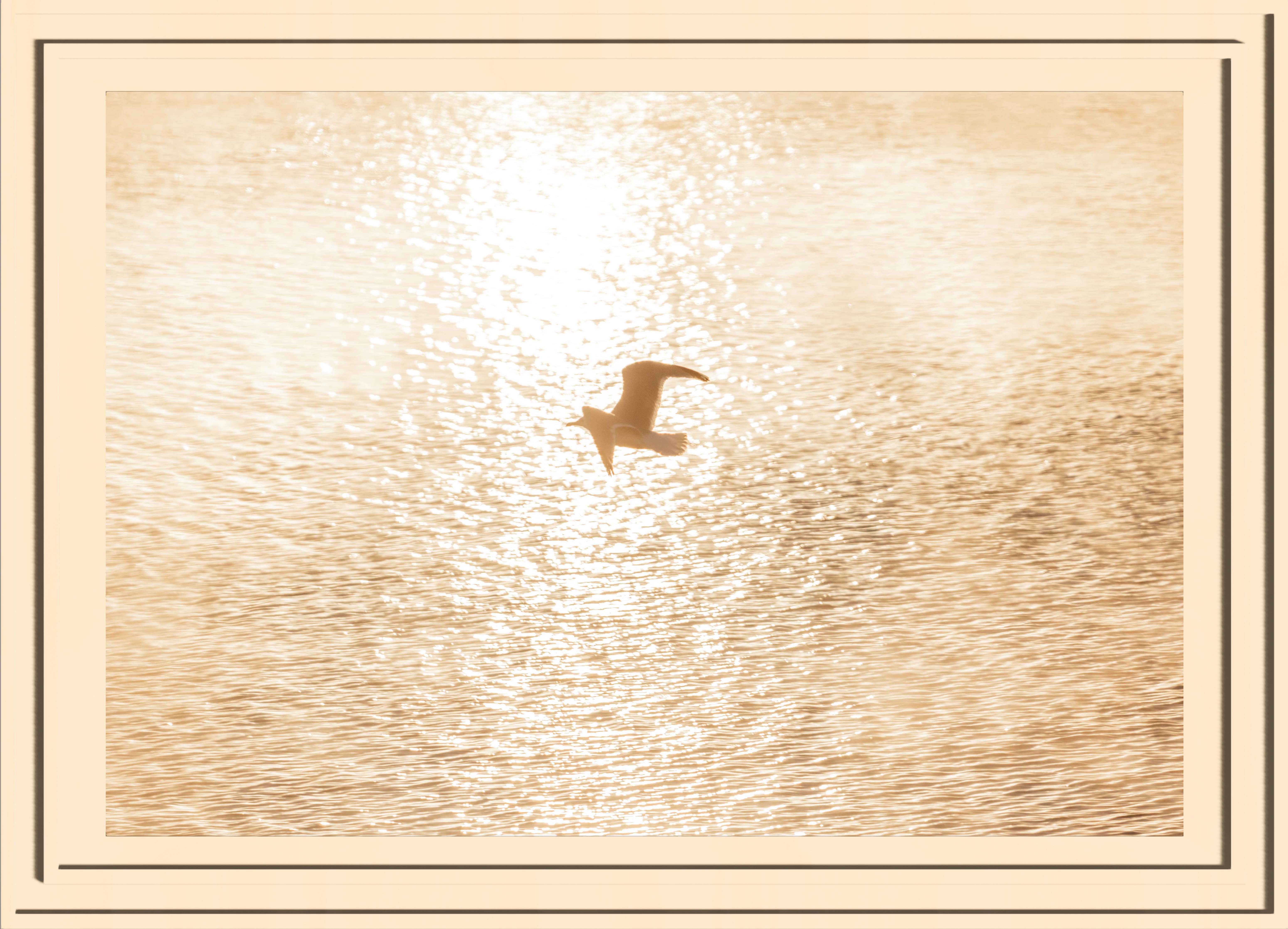 A seagull flying throught the golden mist with water in the background